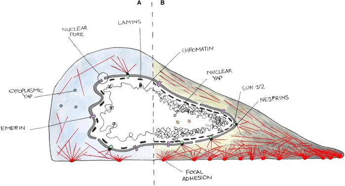 The nuclear structure and connections